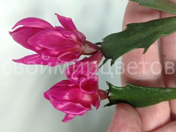 Шлюмбергера Konpeitou Pink